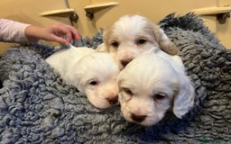 Clumber Spaniel dogs for sale: Beautiful Hybrid Clumber pups available  - Image 9