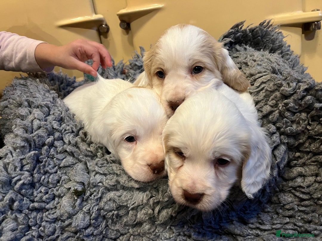 Clumber Spaniel dogs for sale: Beautiful Hybrid Clumber pups available  - Image 9
