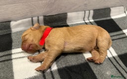 Labrador Retriever dogs for sale: Fox Red Lab Pups 🐶🩵 - Image 13