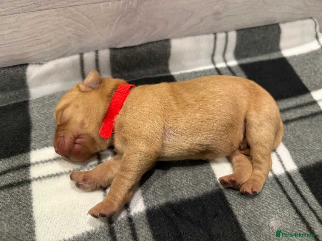 Labrador Retriever dogs for sale: Fox Red Lab Pups 🐶🩵 - Image 13