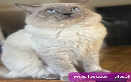 British Shorthair cats for sale: Fawn and lilac ragdoll xbsh - Image 2