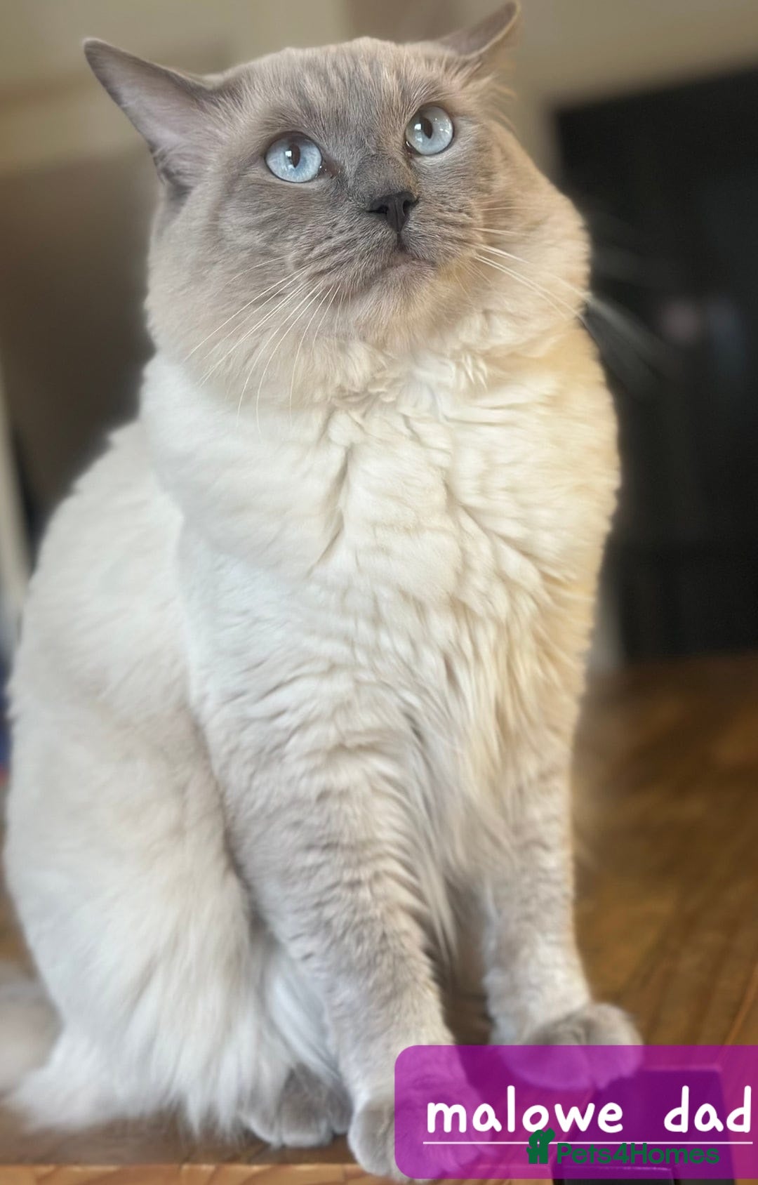 British Shorthair cats for sale: Fawn and lilac ragdoll xbsh - Image 2