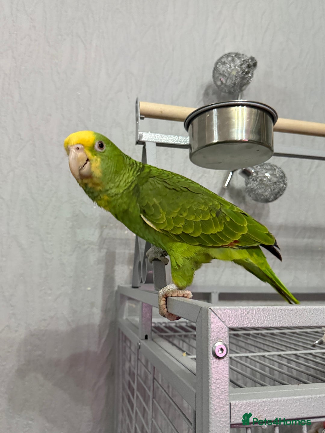 Parrots birds for sale: Double Yellow Head Amazon hand reared female  - Advert 5