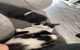 Mixed Breed cats for sale: Male Cat - Image 3