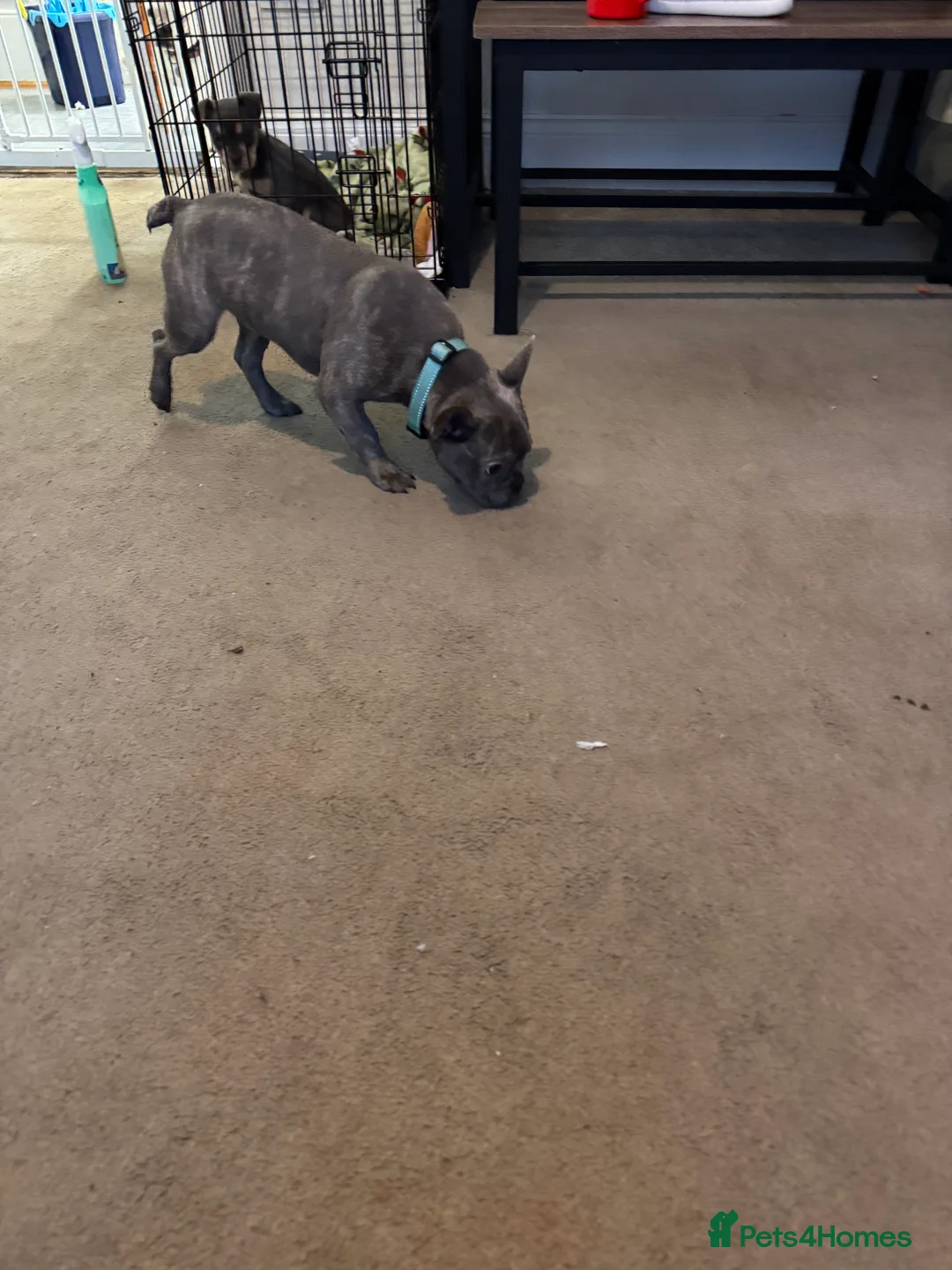 French Bulldog dogs for sale: Male kc reg blue/merle frenchbulldog - Advert 3