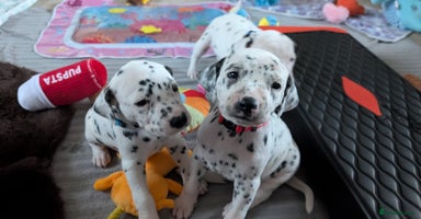Dalmatian dogs KC registered Dalmatian puppies - Advert 12