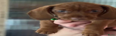 Puppy 5