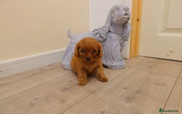 Cavapoo dogs for sale: F1 Cavapoo puppy's  - Image 3
