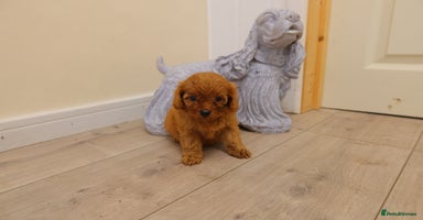 Cavapoo dogs - Advert 5