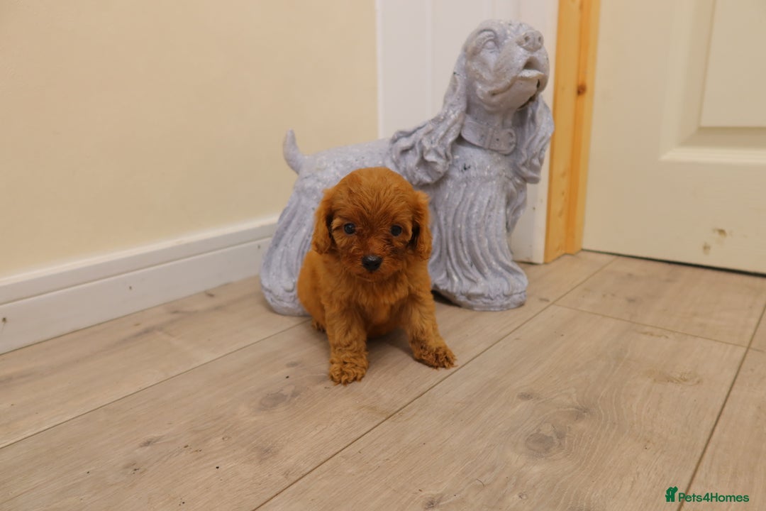 Cavapoo dogs for sale: F1 Cavapoo puppy's  - Image 3