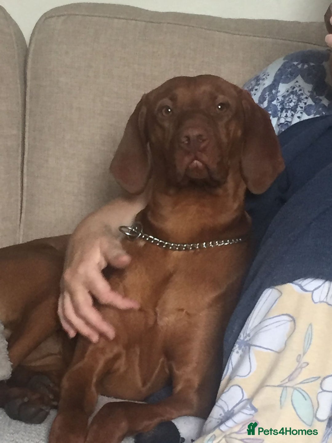 Hungarian Vizsla dogs for sale: Hungarian Vizsla puppies  - Advert 5