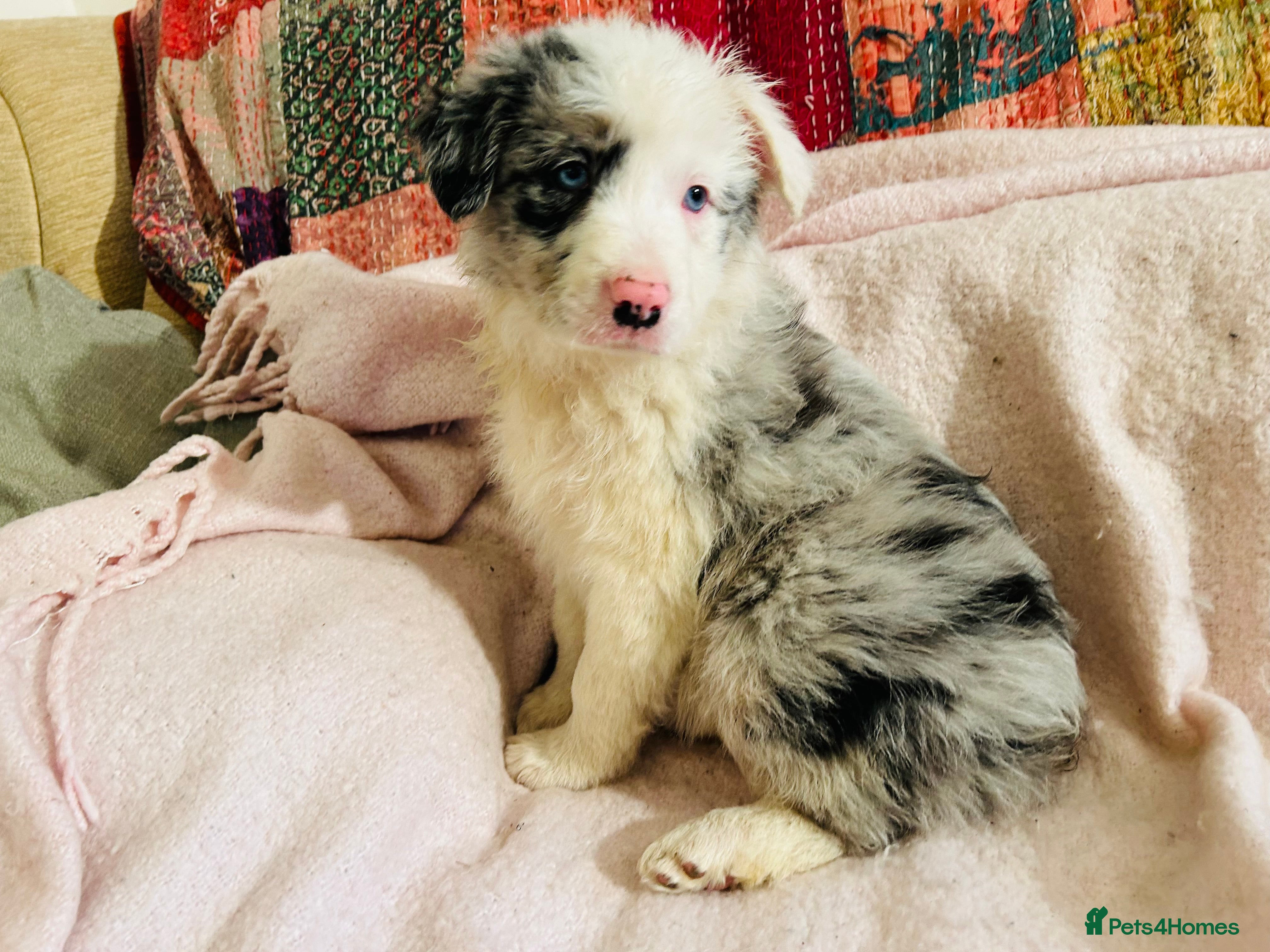 Border Collie dogs BEAUTIFUL BLUE MERLE BORDER COLLIE PUPS - Advert 4