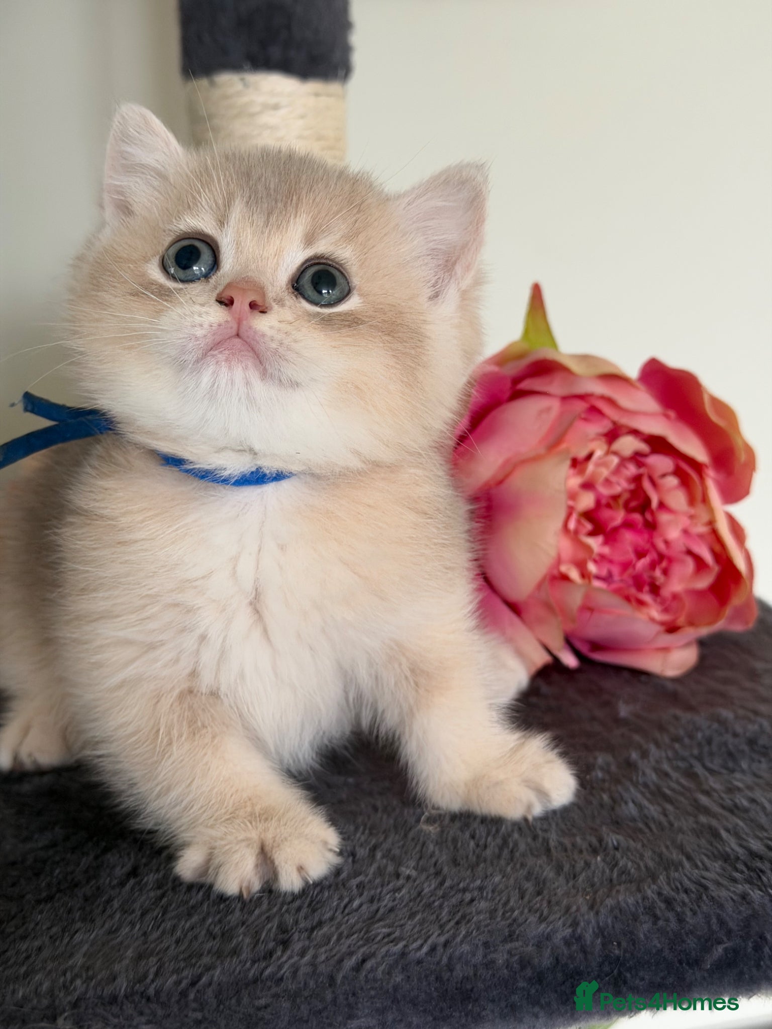 British Shorthair cats British shorthair adorable Blu golden GCCF kitens - Advert 6