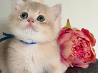British Shorthair cats British shorthair adorable Blu golden GCCF kitens - Advert 4