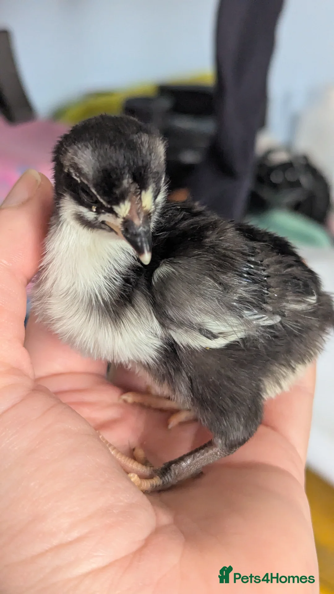 Chickens poultry for sale: 4 aracunas chicks  - Advert 2