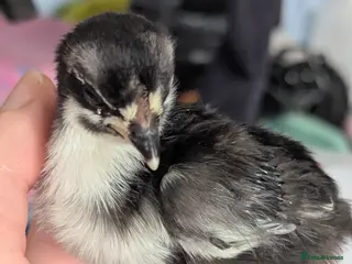 Chickens poultry 4 aracunas chicks - Advert 9