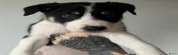 Border Collie dogs for sale: Beautiful border collies for sale  - Advert 5