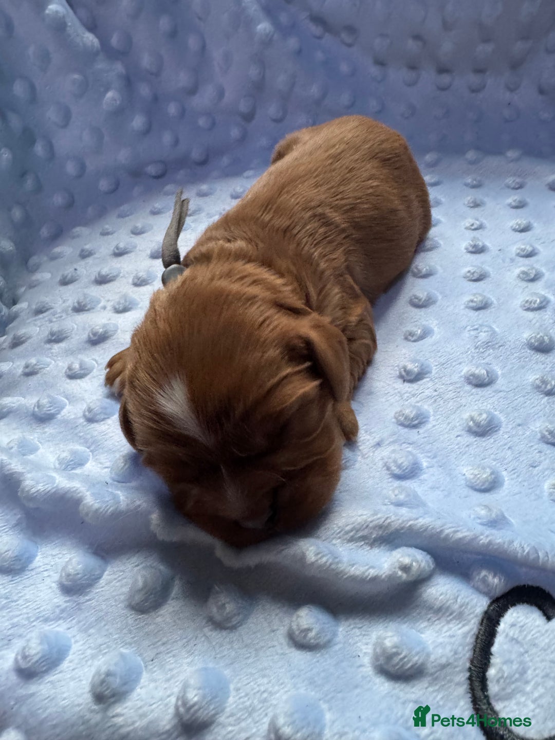 Cavalier King Charles Spaniel dogs for sale: CAVALIER KING CHARLES SPANIEL LICENSED KC HEALTH - Advert 12