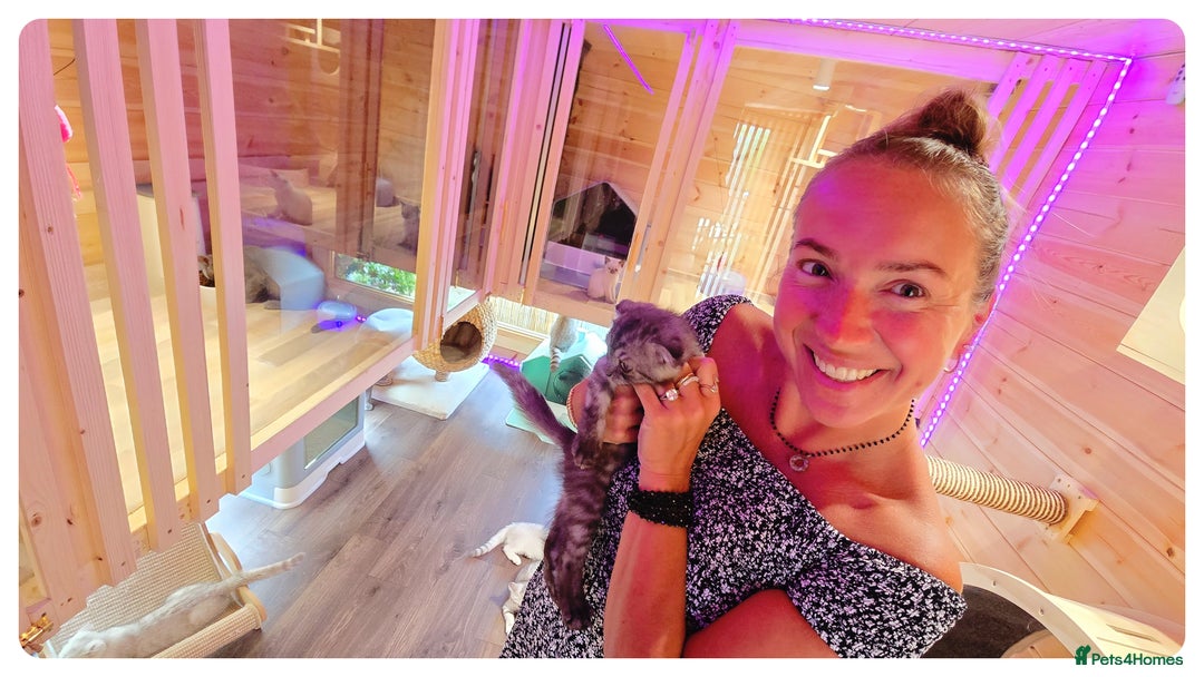 Scottish Fold cats for sale: Scottish Fold Kittens (Delivery  available) - Image 27