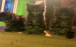 Maine Coon cats for sale: Beautiful Maine coon kittens - Image 3