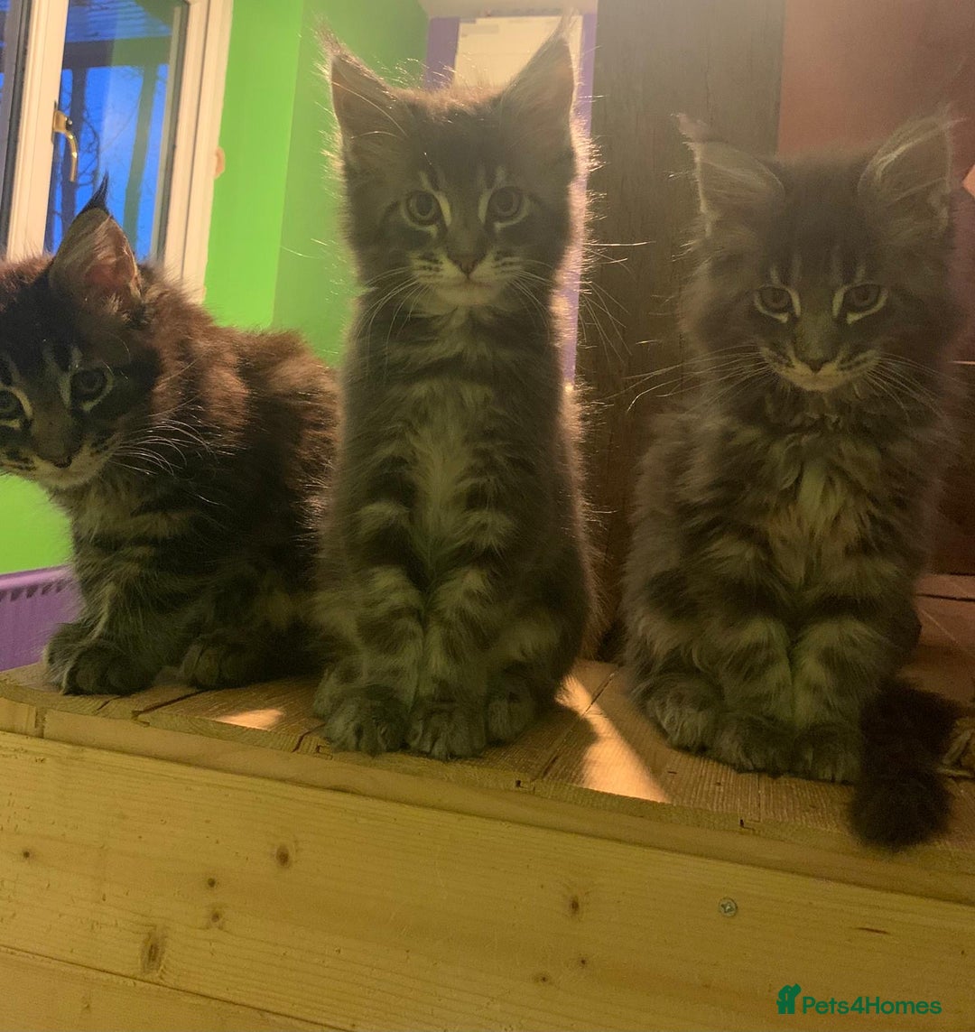 Maine Coon cats for sale: Beautiful Maine coon kittens - Image 3