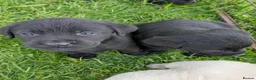 Labrador Retriever dogs for sale: Beautiful KC Labrador Puppies - Advert 7