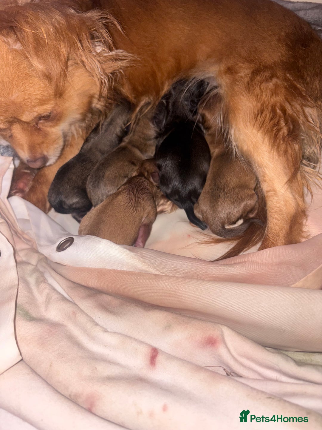 Pomchi dogs for sale: Pomchi - Image 6