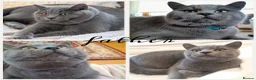 British Shorthair cats for sale: Purebred British Shorthair Kittens - Advert 4