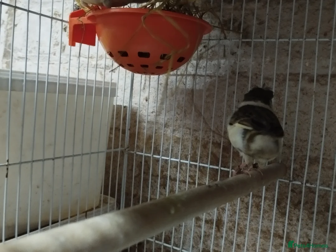 Canaries birds for sale: Canary's, green finch, silver, jarva sparrows  - Advert 11