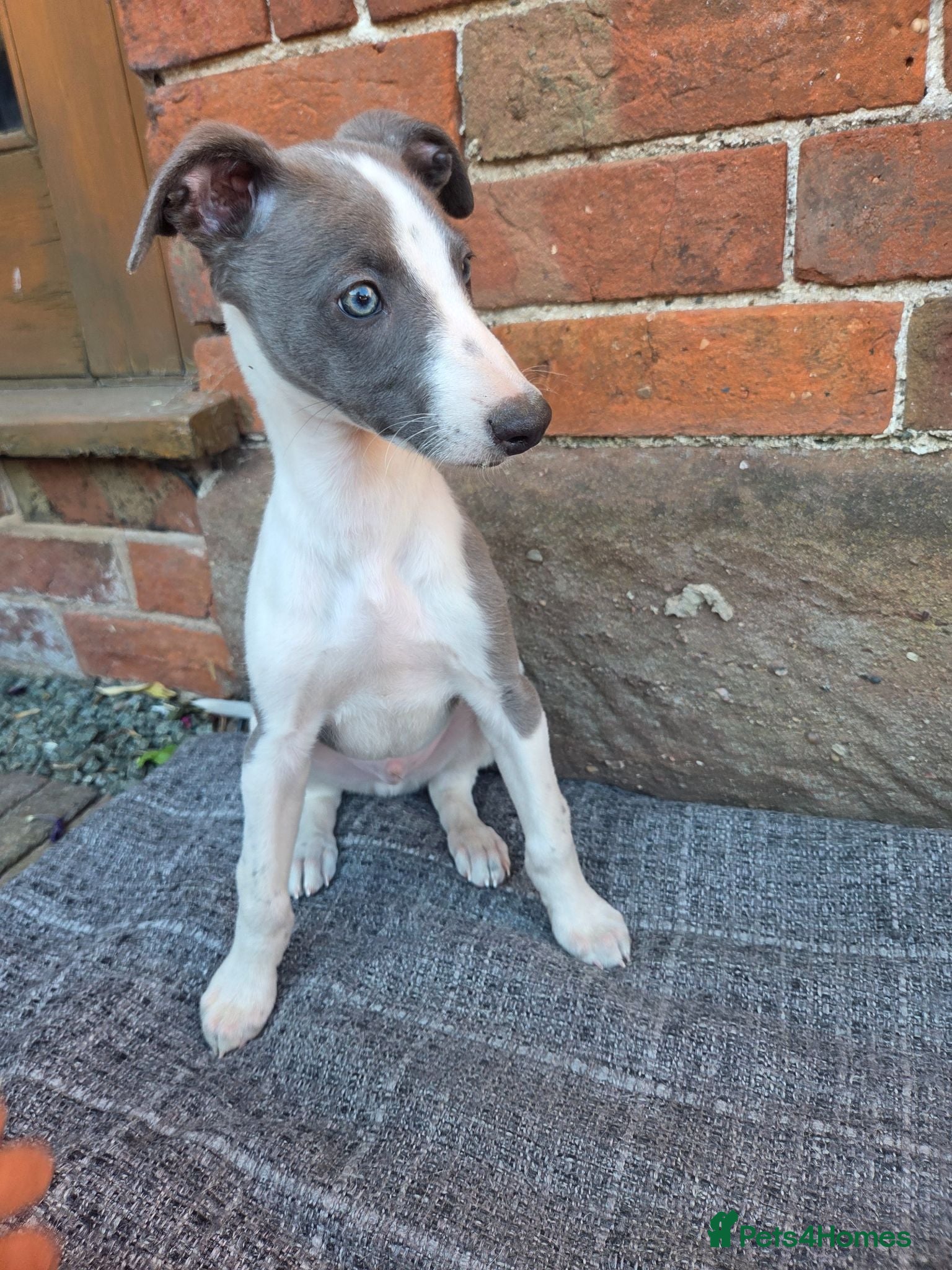 Whippet dogs Ready now* KC Whippet Puppies - Advert 1