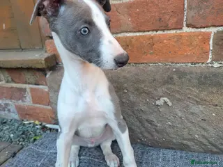 Whippet dogs Ready now* KC Whippet Puppies - Advert 1