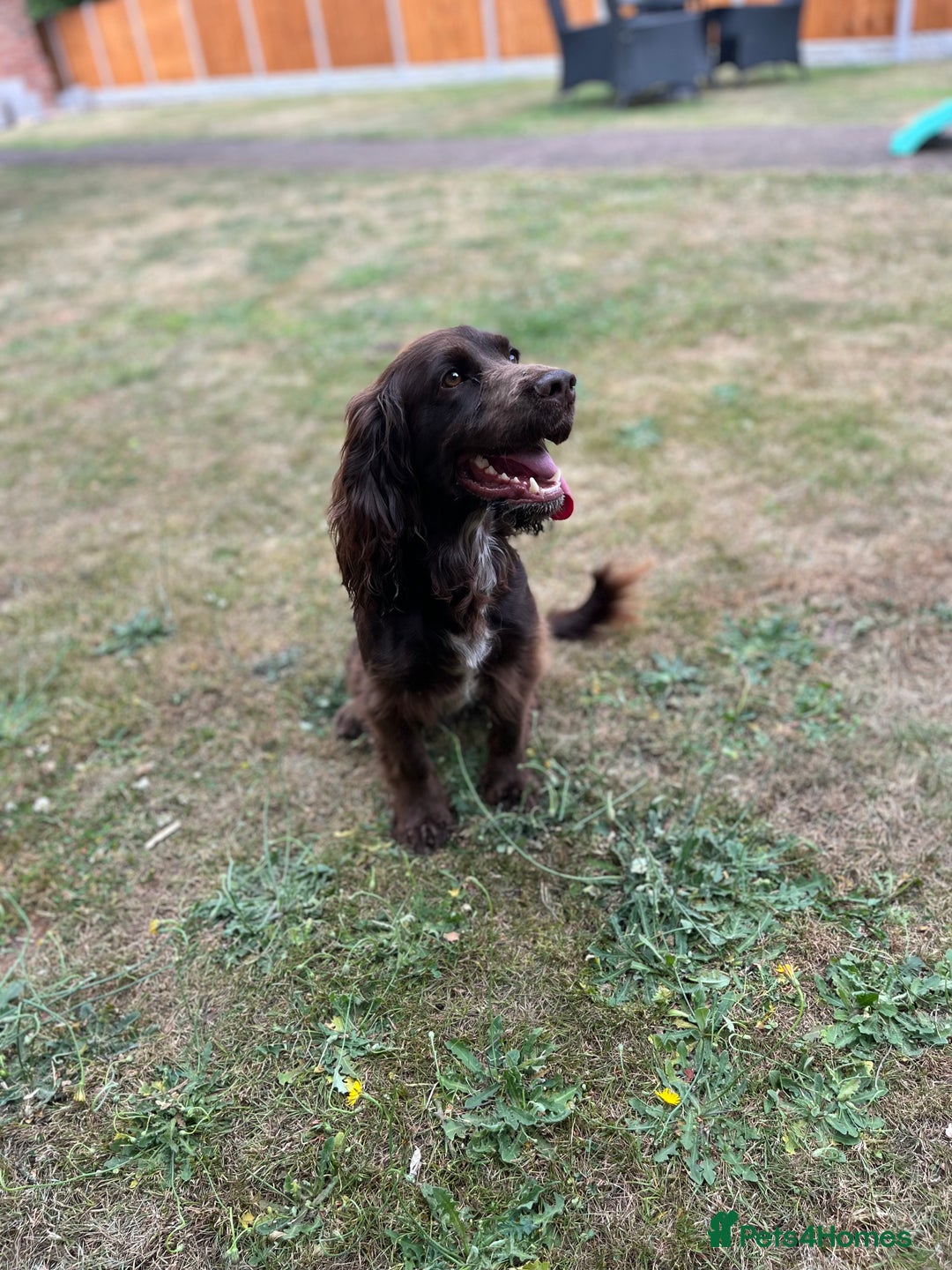 Cocker Spaniel dogs for stud: Liver Cocker Spaniel at Stud - Image 5