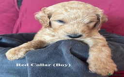 Goldendoodle dogs for sale: Goldendoodle Puppies - Health Tested Parents - Image 9