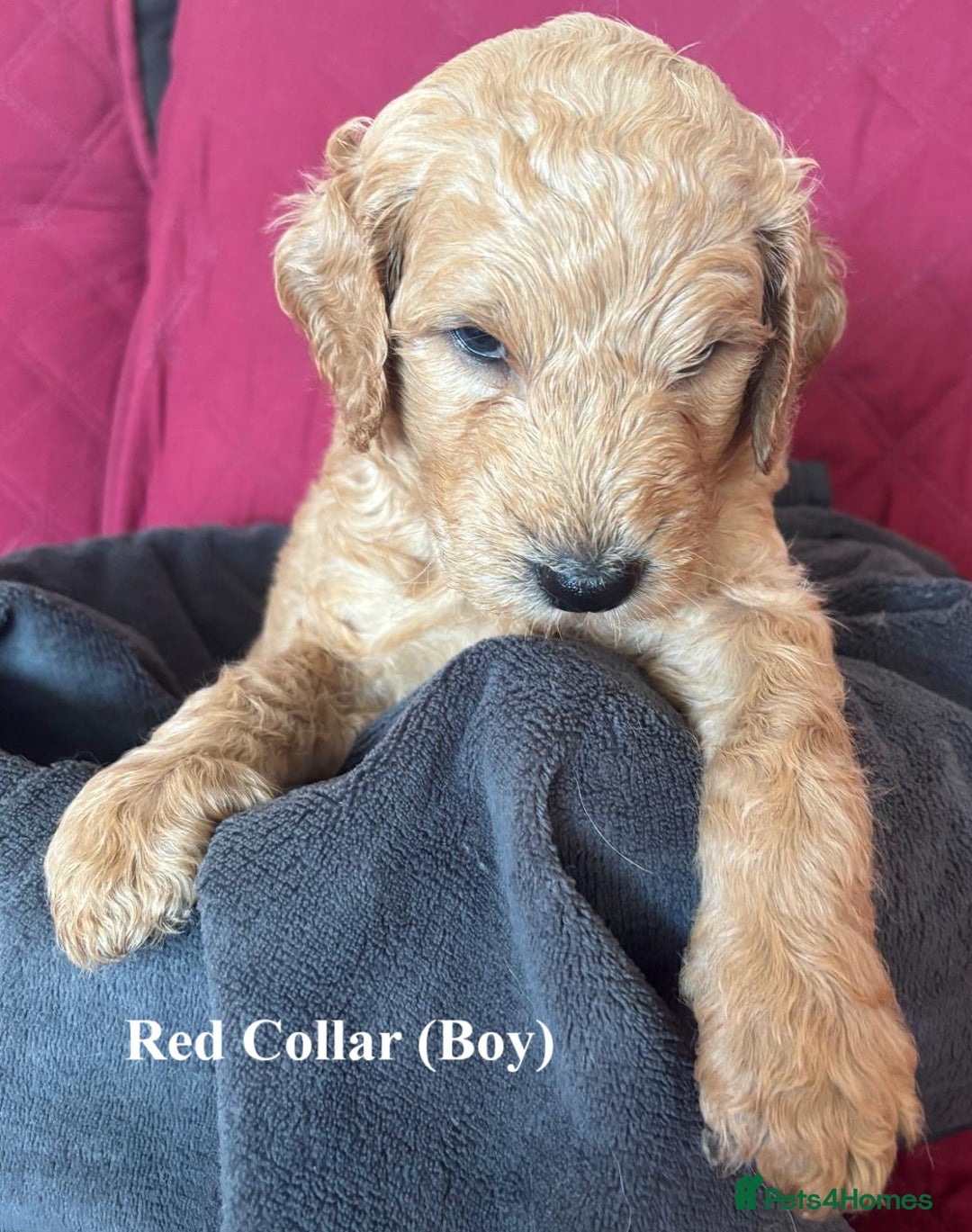 Goldendoodle dogs for sale: Goldendoodle Puppies - Health Tested Parents - Image 9