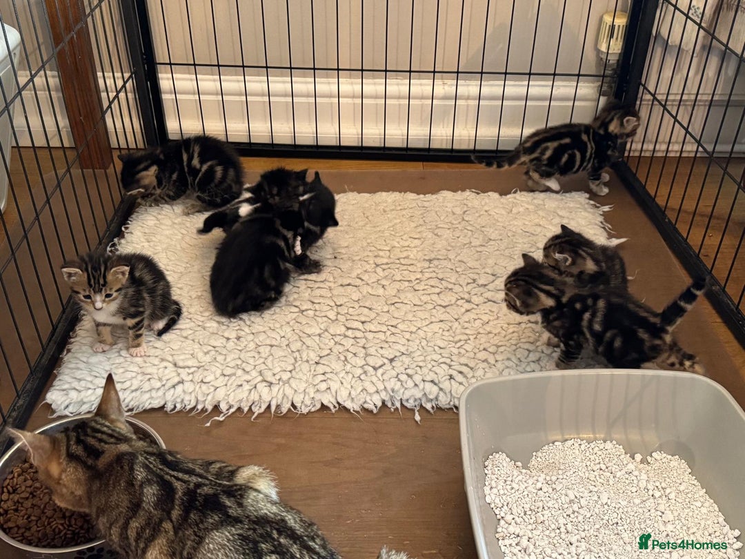 British Shorthair cats for sale: Beautiful playful kittens  - Image 13