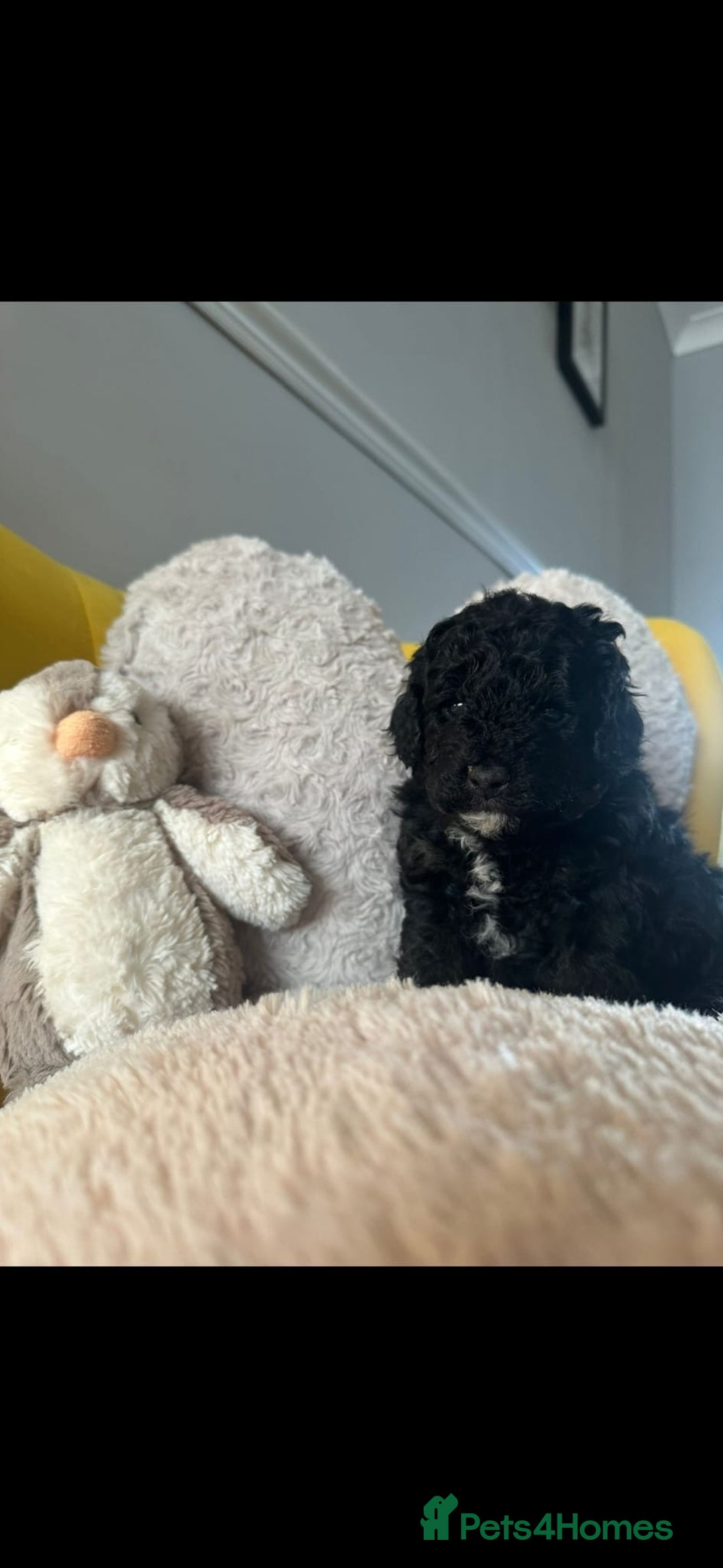 Schnoodle dogs for sale: Schnoodle Puppies - Advert 32