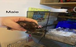 Rat rodents for sale: Baby Rats Male & Female - Image 2