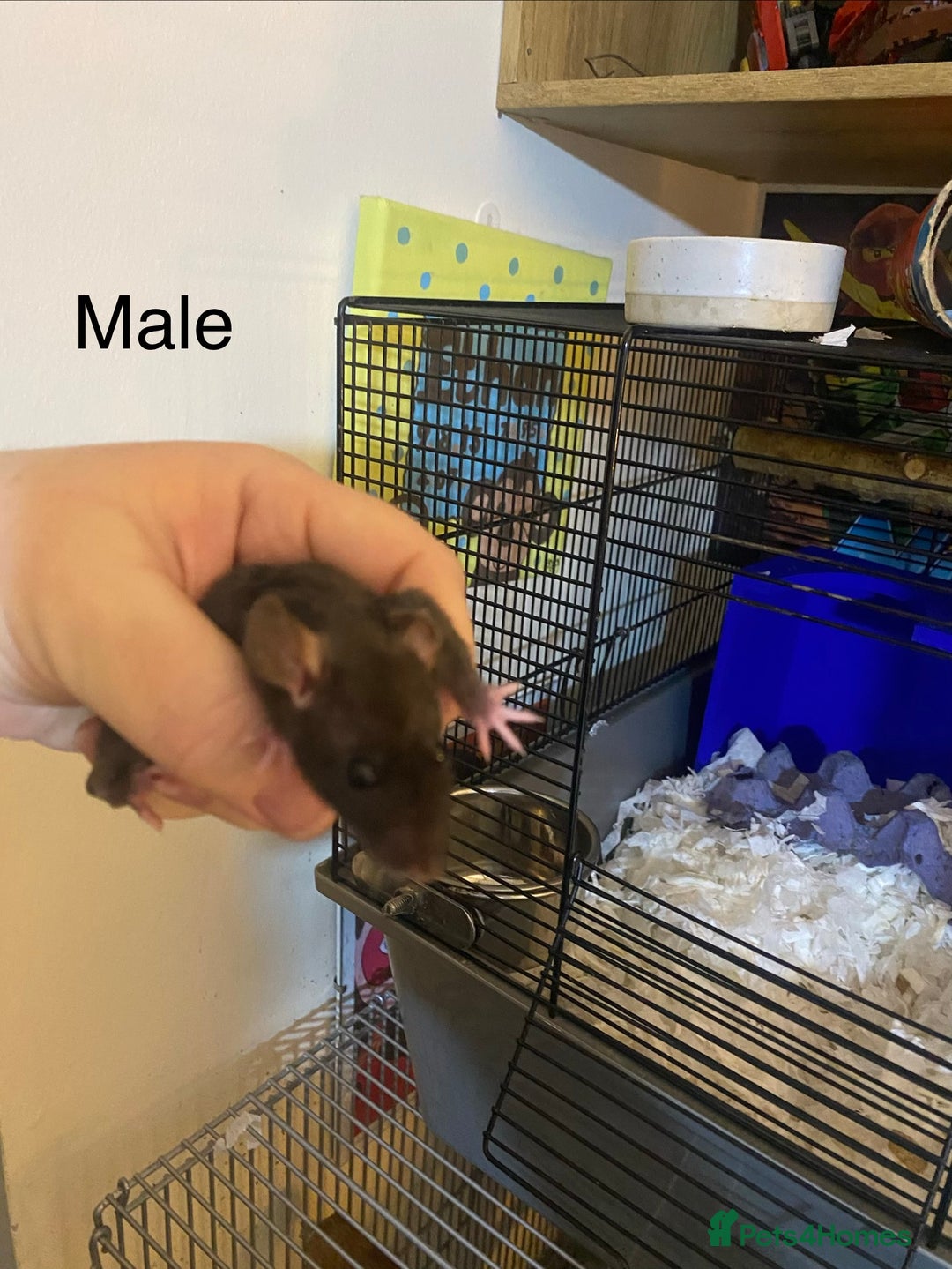 Rat rodents for sale: Baby Rats Male & Female - Image 2