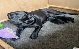 Labrador Retriever dogs for sale: 2 Show Type Black Boys - KC Reg Chunky Pups - Image 5