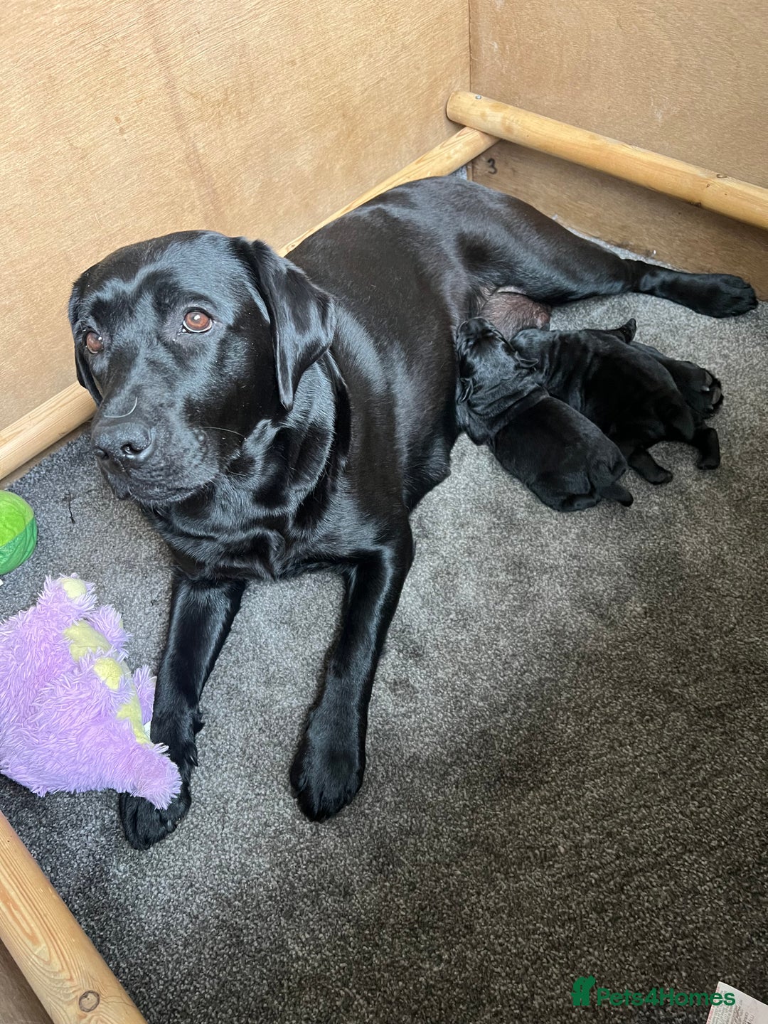 Labrador Retriever dogs for sale: 2 Show Type Black Boys - KC Reg Chunky Pups - Image 5