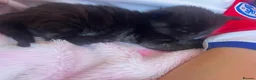 Mixed Breed cats for sale: 2 beautiful smoke colour boy kittens - Advert 2