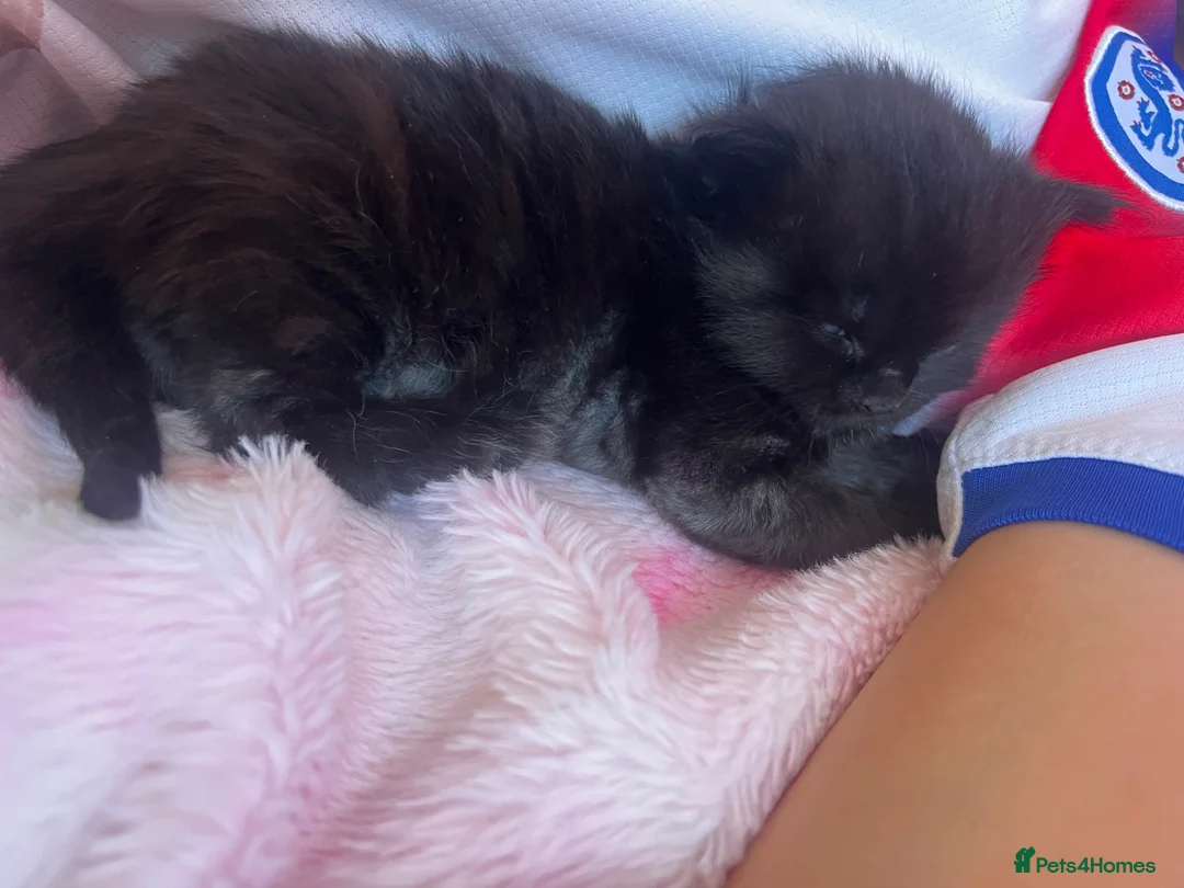 Mixed Breed cats for sale: 2 beautiful smoke colour boy kittens - Advert 2