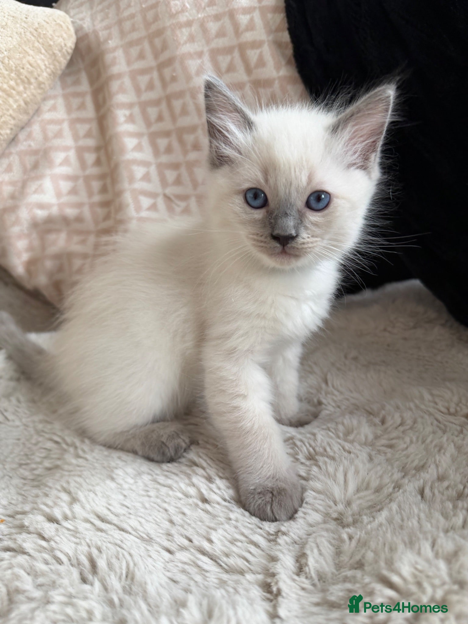 Ragdoll cats Blue point ragdoll kittens  - Advert 1