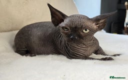 Sphynx cats for sale: Odd eyes bambino ,oddeyes elf shpynx  - Image 1