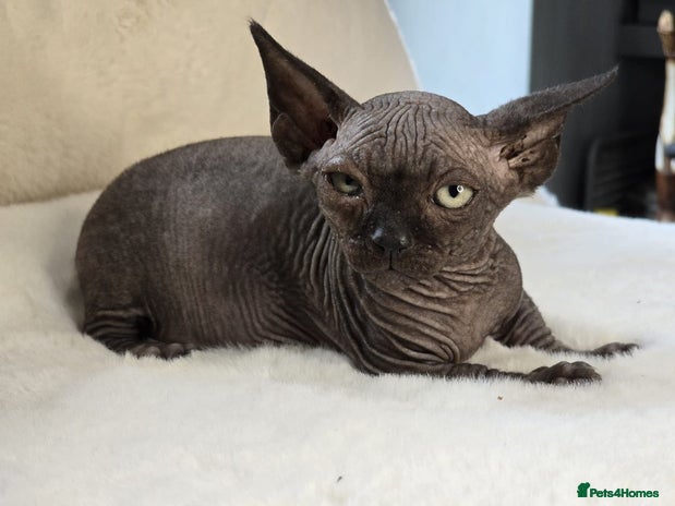 Sphynx cats - Advert 1
