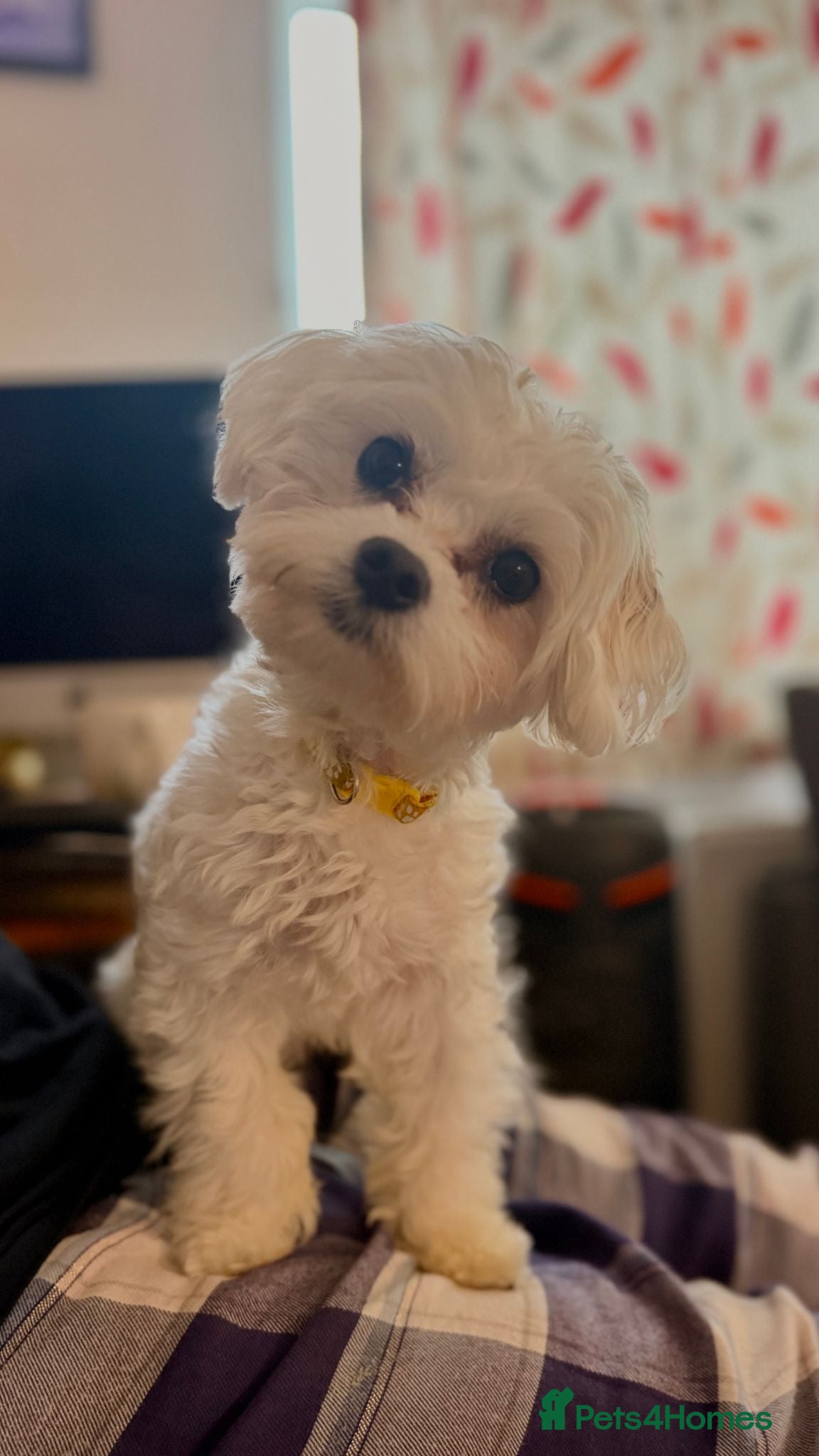 Maltese dogs Charlie  - Advert 3