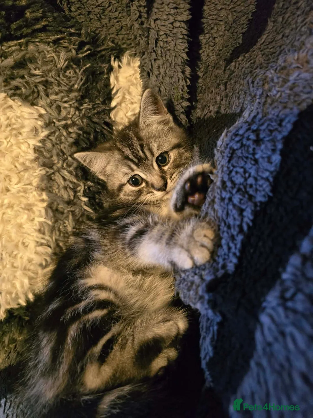 Mixed Breed cats for sale: Mum is a Scottish Fold. 🐱 in Wolverhampton - Advert 2