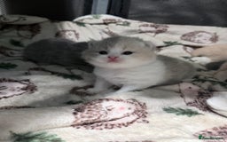 British Shorthair cats for sale: British shorthair kittens a rainbow of colours 😍 - Image 1