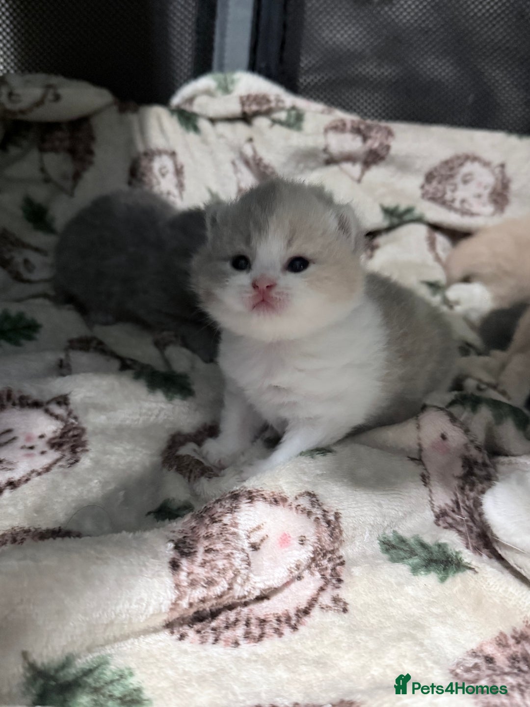British Shorthair cats for sale: British shorthair kittens a rainbow of colours 😍 - Image 1