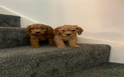 Cavapoo dogs for sale: Small Cavapoo puppies (toy poodle) - Image 4